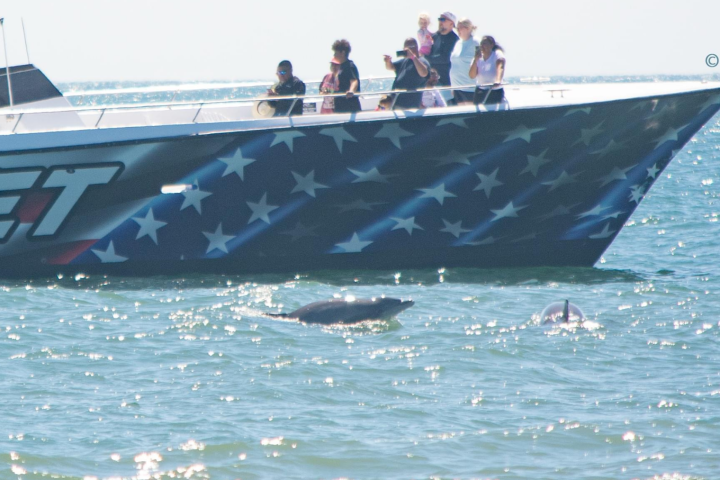 Boat with people watching two dolphins swim nearby in the ocean.