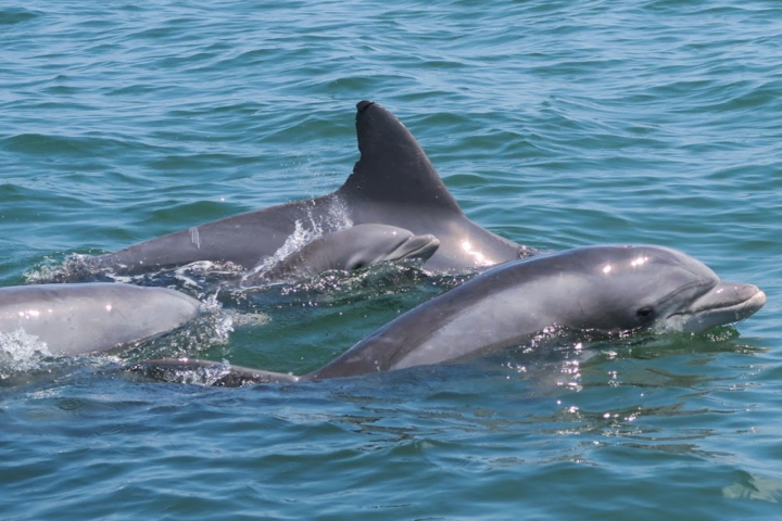 Three dolphins swimming together in blue ocean water.