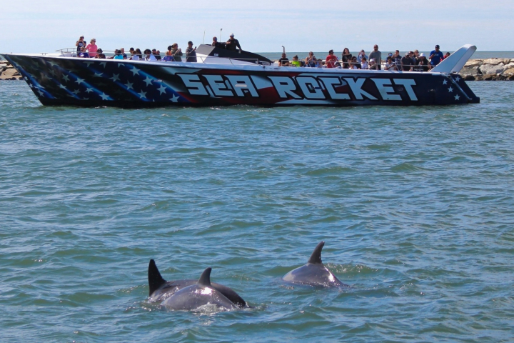 Boat named 'Sea Rocket' with dolphins swimming in the foreground
