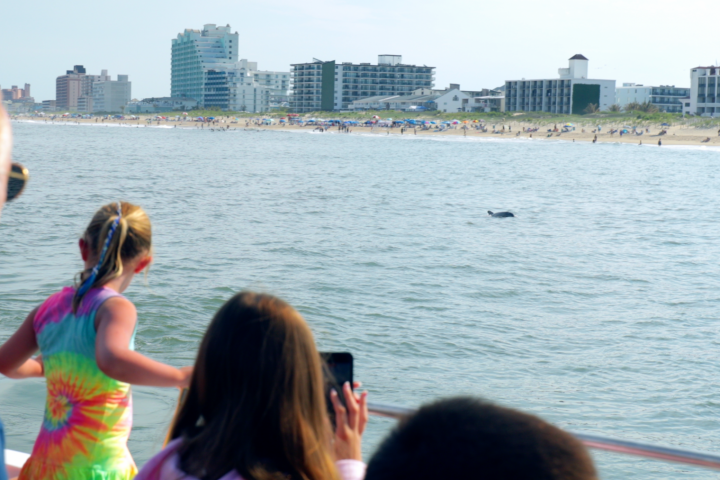 People on a boat watching a dolphin near a city beach.