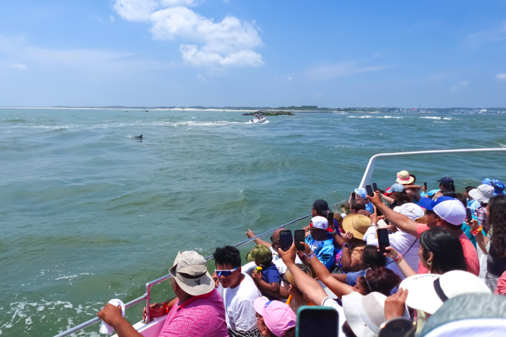 Crowd on boat pointing at dolphins in the ocean under a blue sky.