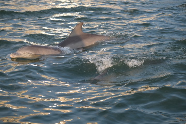 a small animal in a body of water