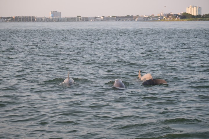 a flock of seagulls are swimming in a body of water