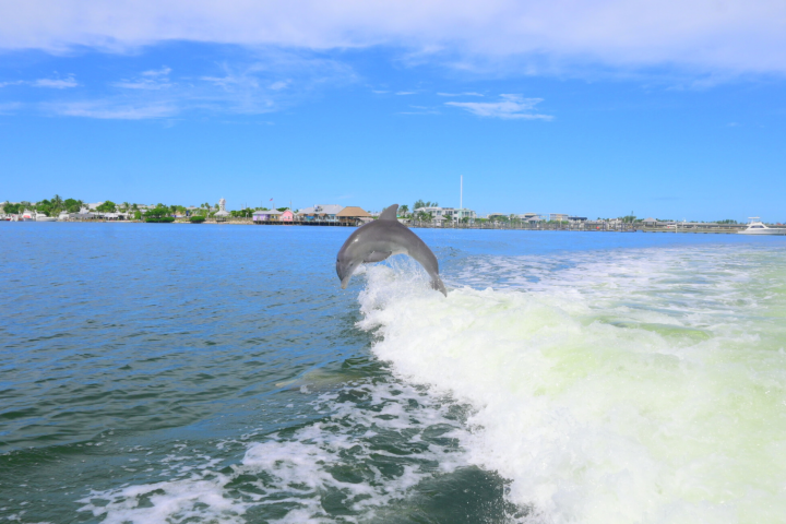 Dolphin jumping through a boat wake with houses in the background on a sunny day.