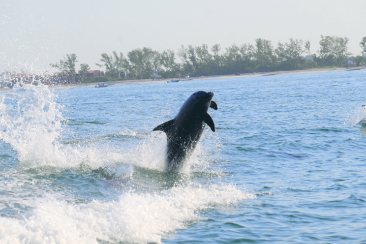 Dolphins jumping out of the ocean water near a tree-lined shore.