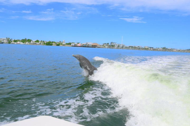 Dolphin jumping in boat's wake near coastal town under clear blue sky.