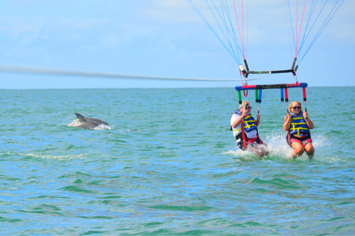 Two people parasailing over water with a dolphin swimming in the background.