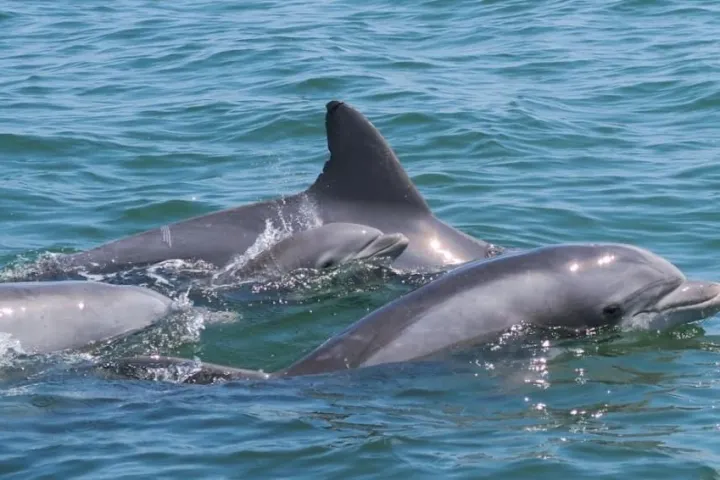 Three dolphins swimming close together in clear blue water.