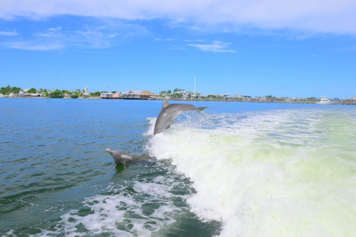 Two dolphins jumping in water near a boat wake under a blue sky.