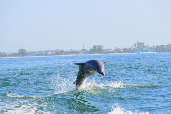 Dolphin leaping out of the water near a coastal shoreline.