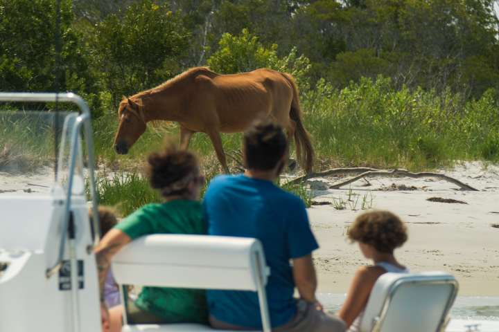 a group of people looking at a cow
