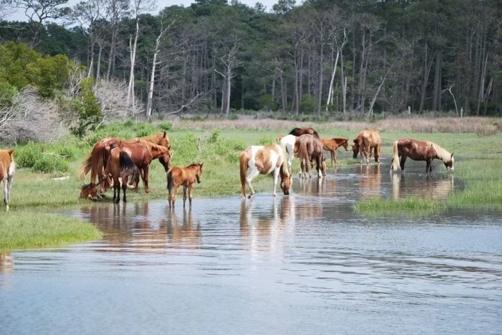 Horses and foals drinking water at a forest's edge.