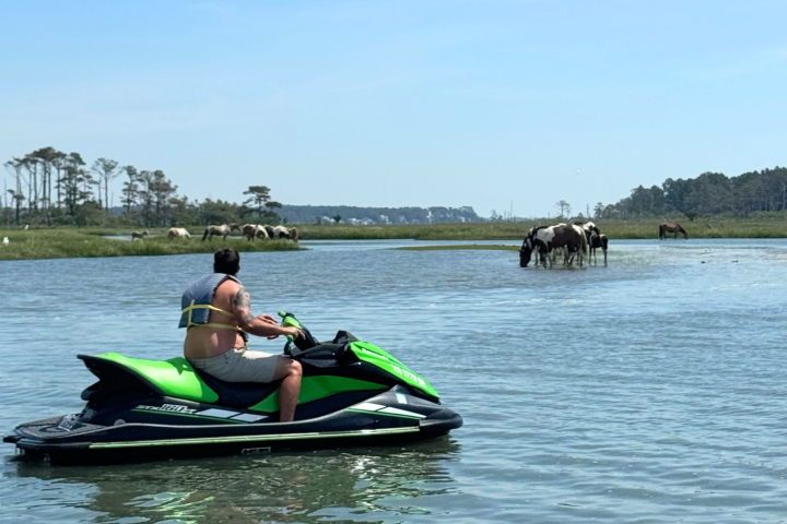 Person on green jet ski approaches wild horses in shallow water.