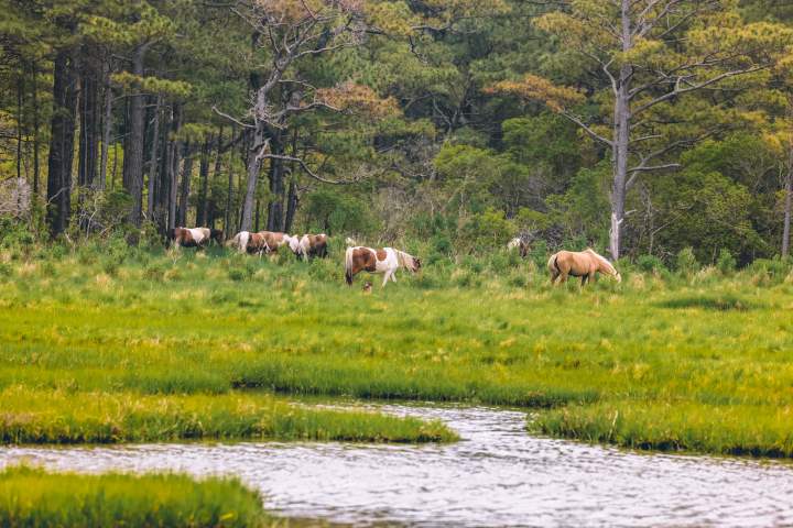 a herd of cattle grazing on a lush green field