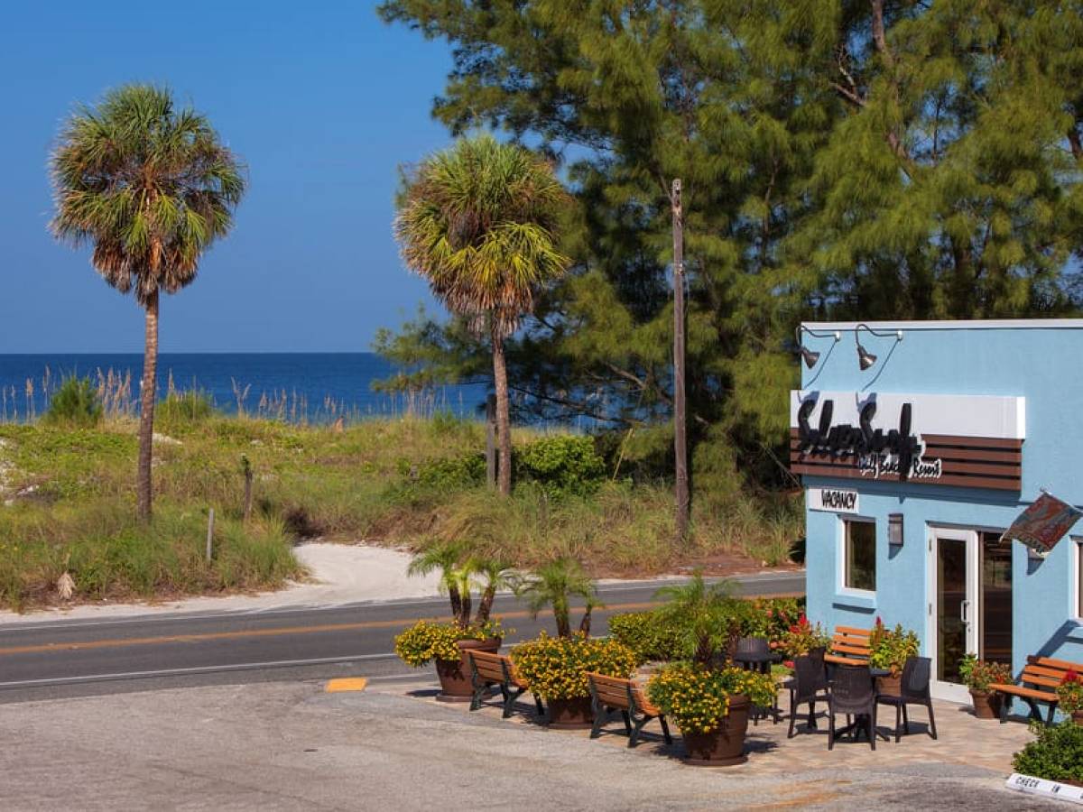 a group of palm trees on the side of a road
