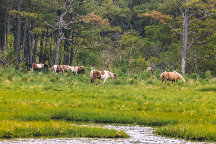 a herd of cattle grazing on a lush green field