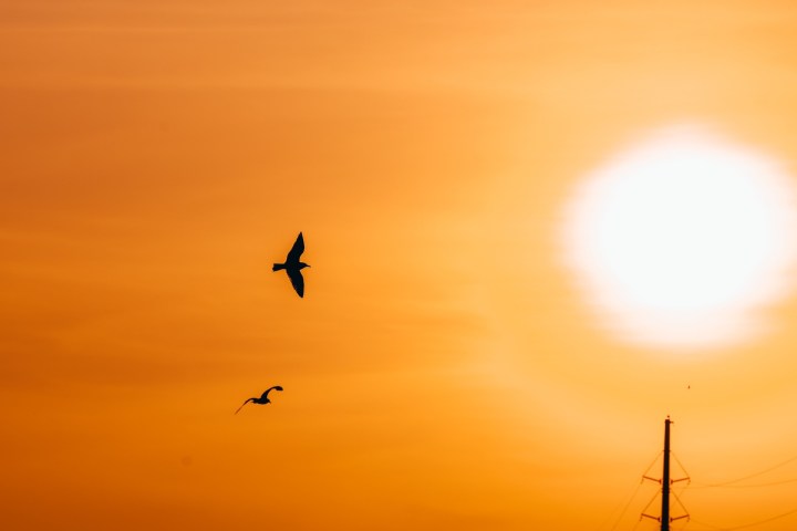 a flock of seagulls flying over a body of water