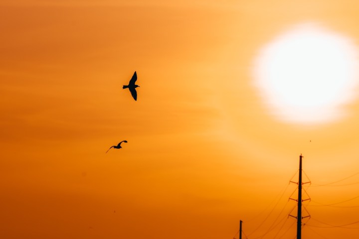 a flock of seagulls flying in the sky at sunset