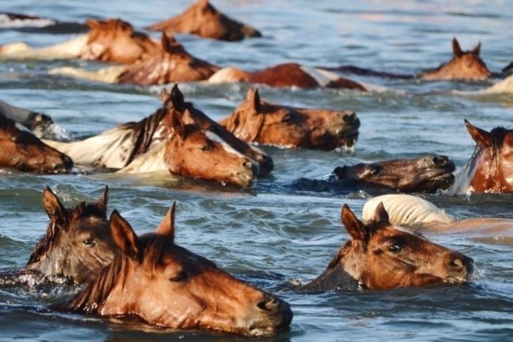 a dog swimming in a body of water
