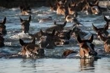 a herd of cattle walking across a beach next to the water