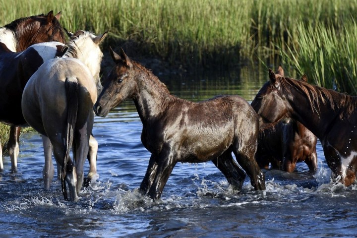 a herd of horses standing next to a body of water