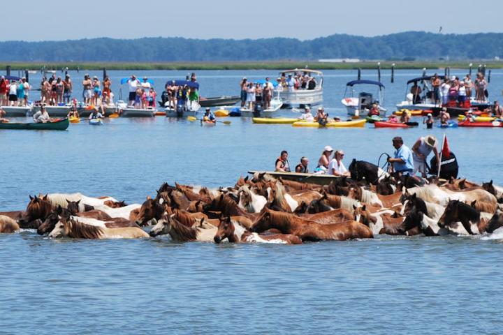 a group of people swimming in a body of water