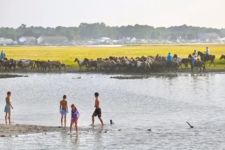 Children wade in water as a herd of horses is led by riders on a riverbank.