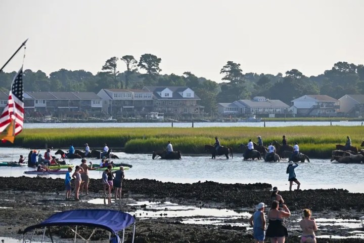 People on horses wading through water, with onlookers and kayakers nearby, houses in the background.