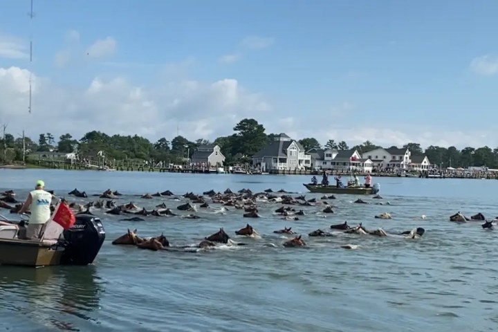 Horses swimming in water guided by people on boats, with houses along the shore.
