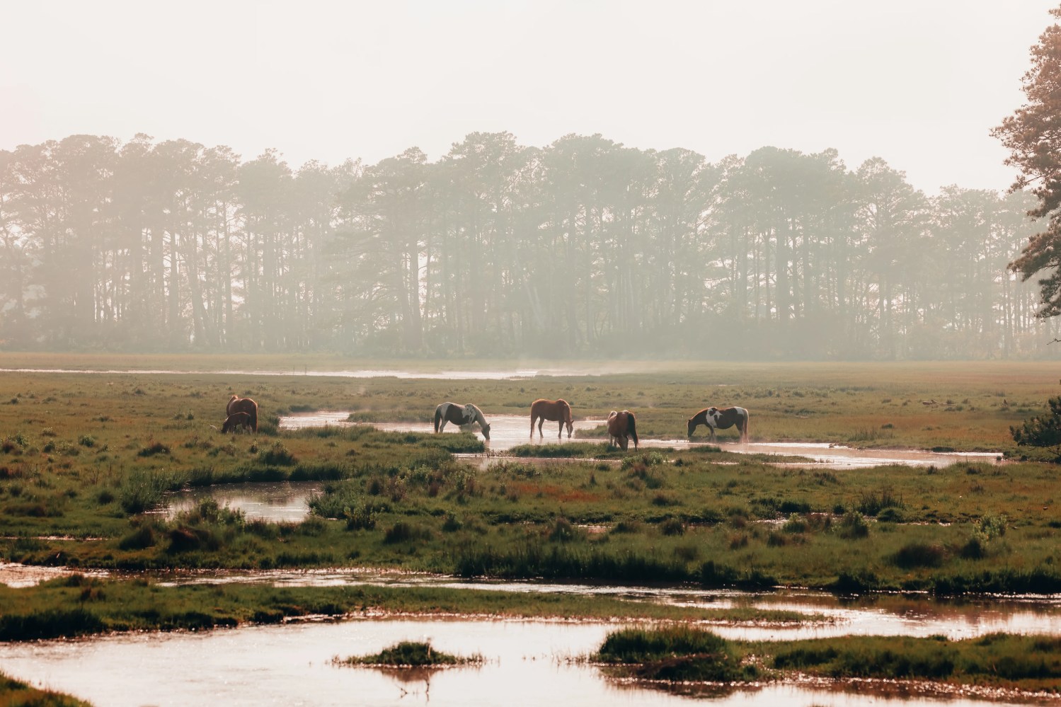 a herd of sheep standing next to a body of water