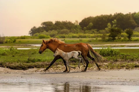 a brown horse standing next to a body of water