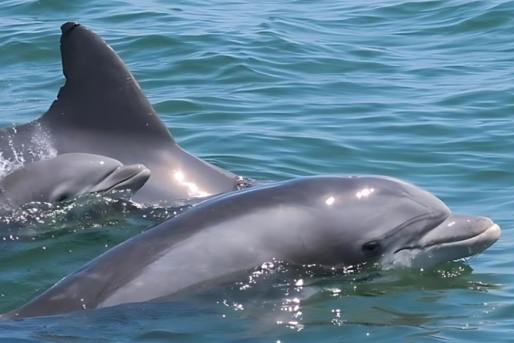 a dolphin jumping out of the water