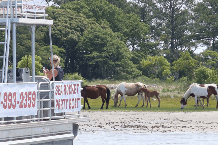 Boat near shore with wild horses grazing and trees in the background.