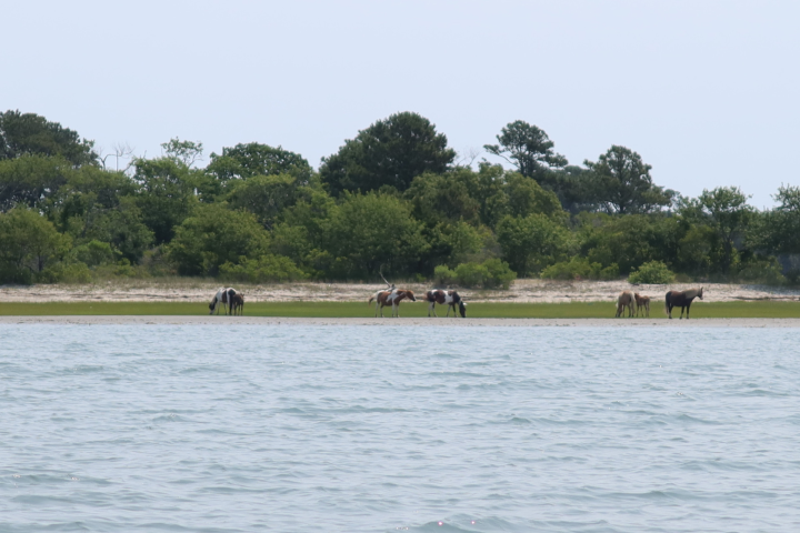 Wild horses grazing near a tree-lined shore with water in the foreground.