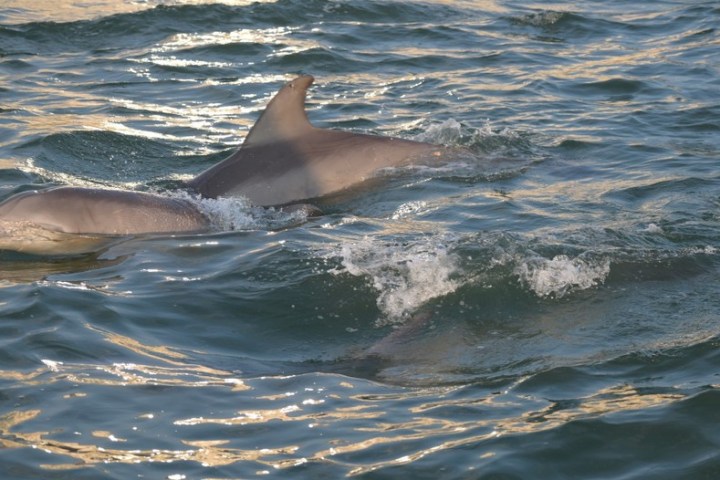a small animal in a body of water