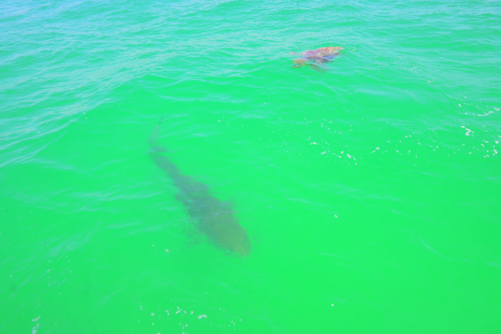 A shark swims underwater with a turtle nearby on the ocean surface.