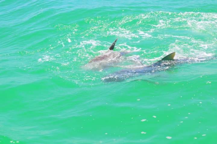 Shark swimming near water surface with fin visible in green ocean.