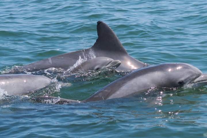 Three dolphins swimming together in blue ocean water.