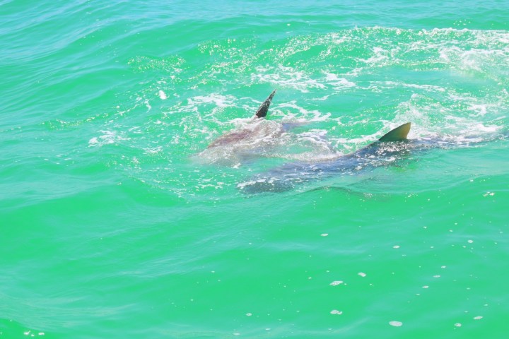 a fish swimming under water next to the ocean