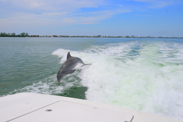 A dolphin jumping in the wake of a boat under a blue sky.