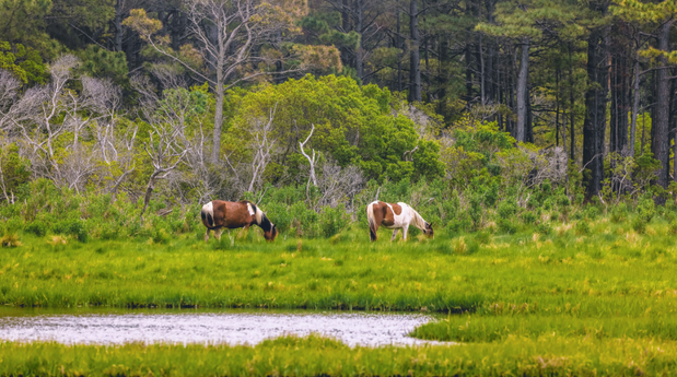 a herd of cattle grazing on a lush green field