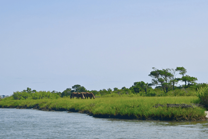 Wild horses grazing on grassy shoreline by the water.