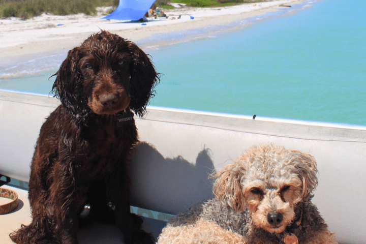 Two wet dogs on a boat by a sunny beach with blue water.