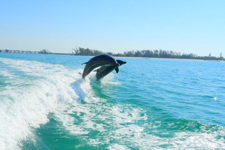 Dolphin leaping from ocean near wake of a boat.