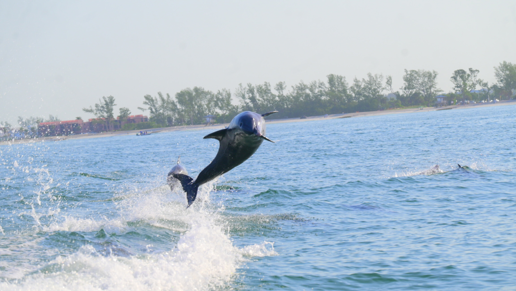 A dolphin leaping through the wake during a Bradenton Beach private boat cruise along the Gulf Coast.