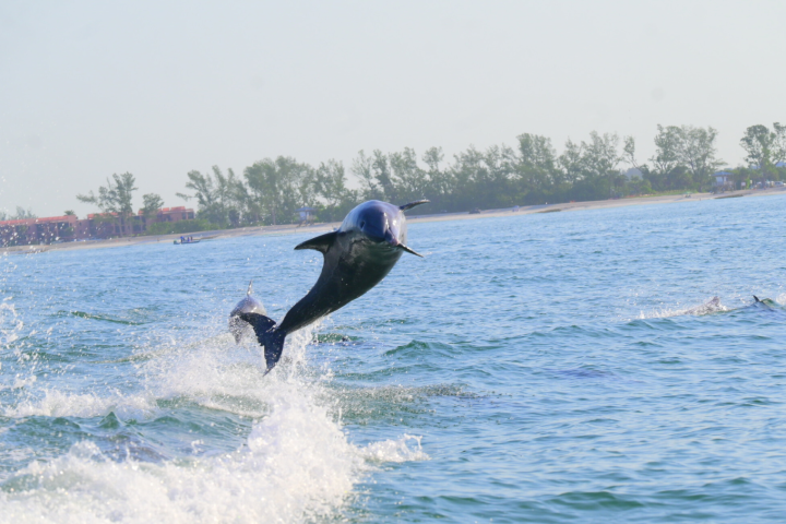 A dolphin leaping through the wake during a Bradenton Beach private boat cruise along the Gulf Coast.