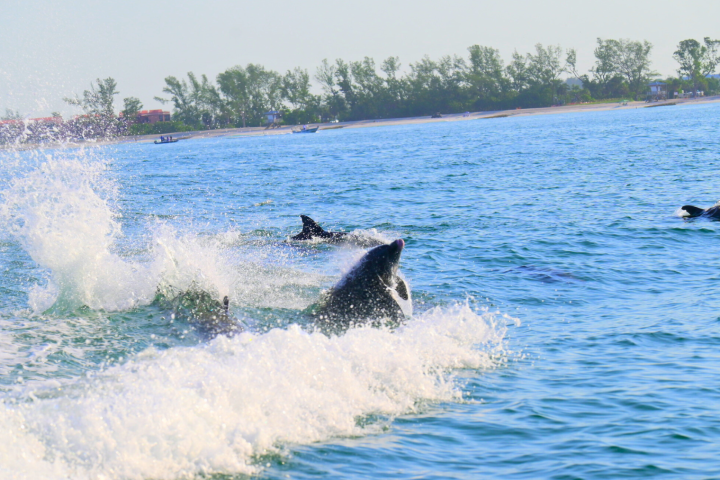 Dolphins jumping in the ocean near a tree-lined shore with splashing water.
