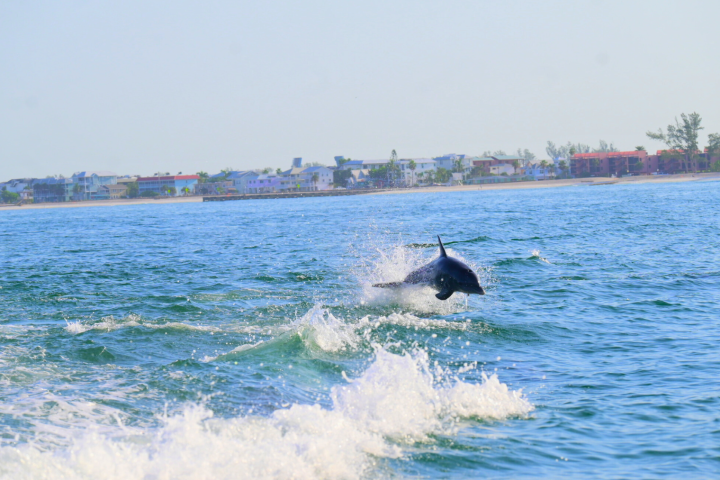 Dolphin leaping in ocean with shoreline and buildings in the background.