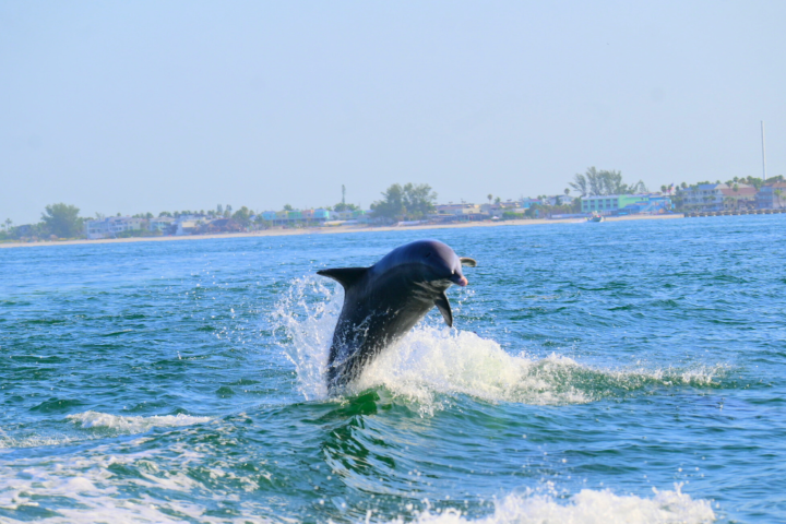 Dolphin jumping out of the water near a coastline with buildings and trees.