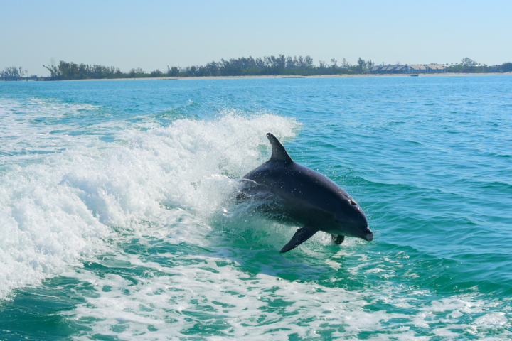 Dolphin jumping in ocean wave near shoreline.